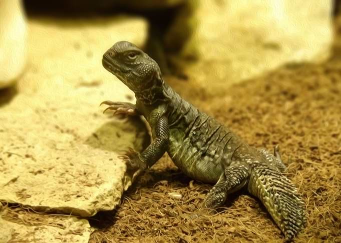 Spiny tailed lizard