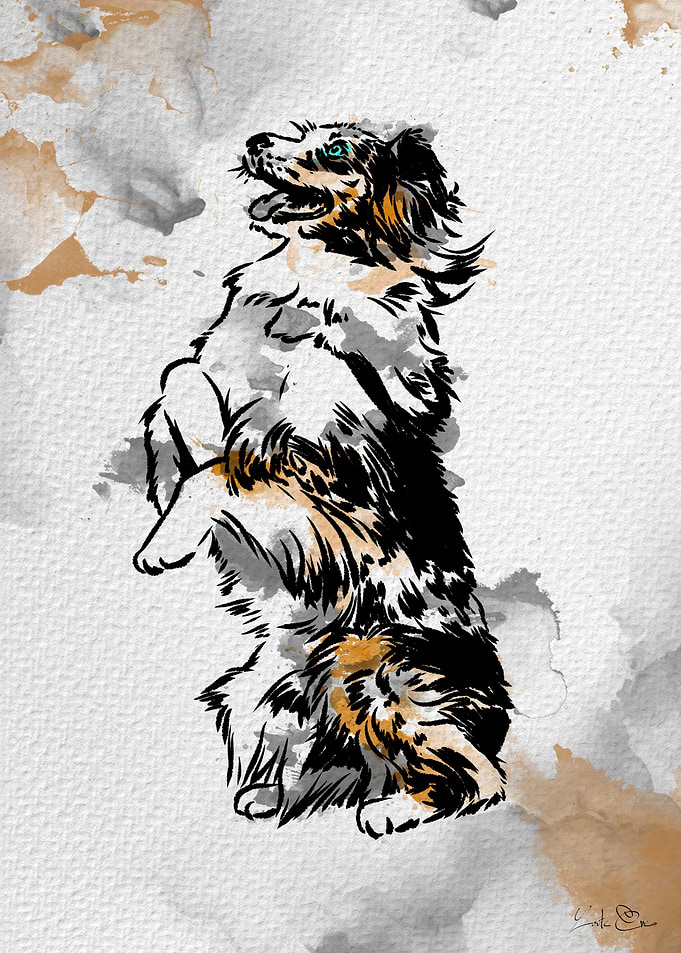 Australian shepherd stand