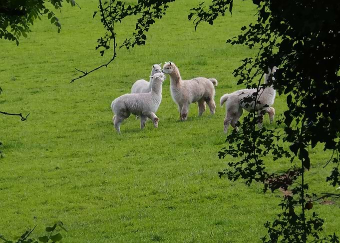 Alpaca