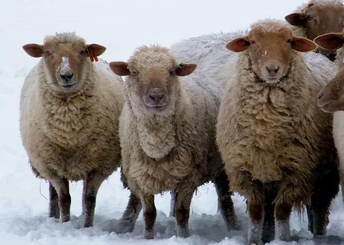 Sheep