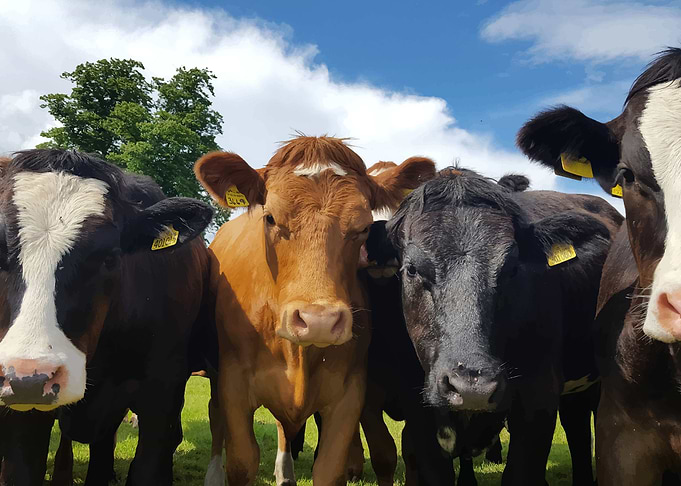 Cow