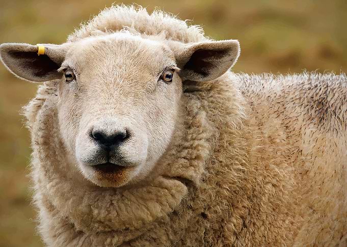 Sheep