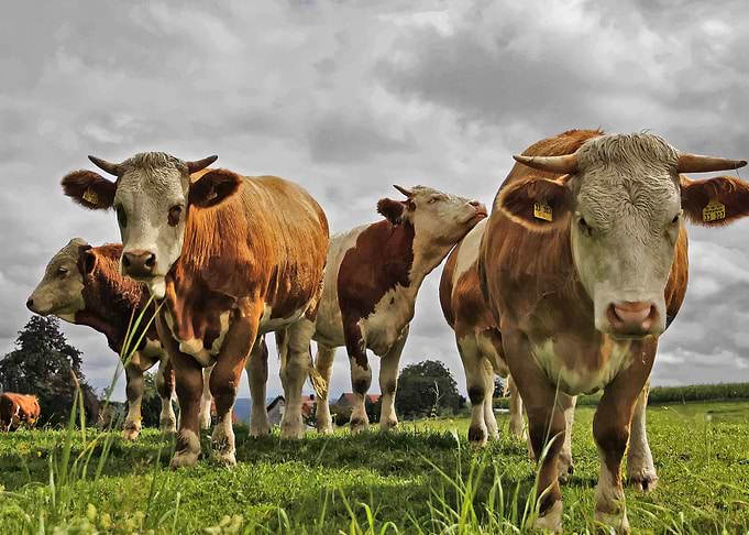 Cow