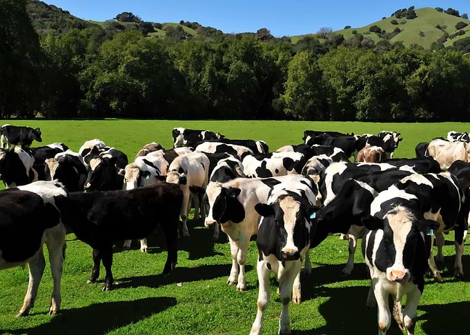 Cow
