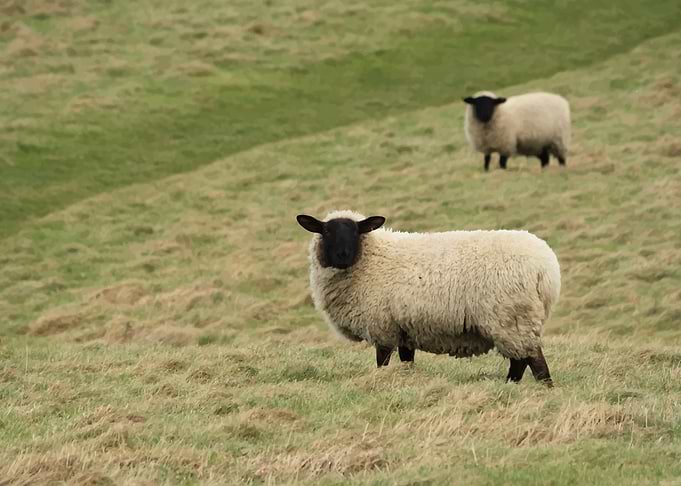 Sheep