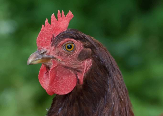 Chicken