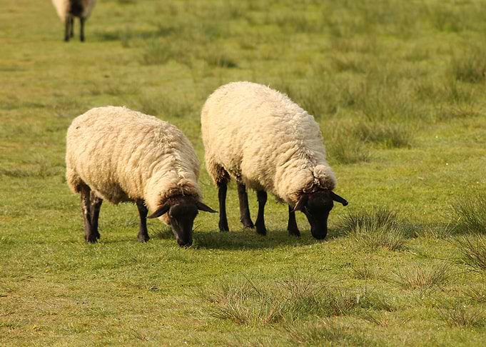 Sheep