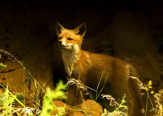 Red fox