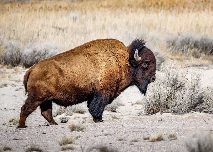 Bison