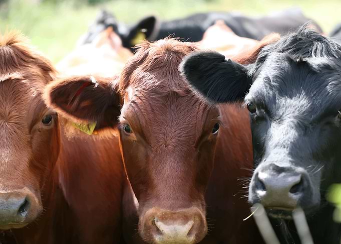 Cow