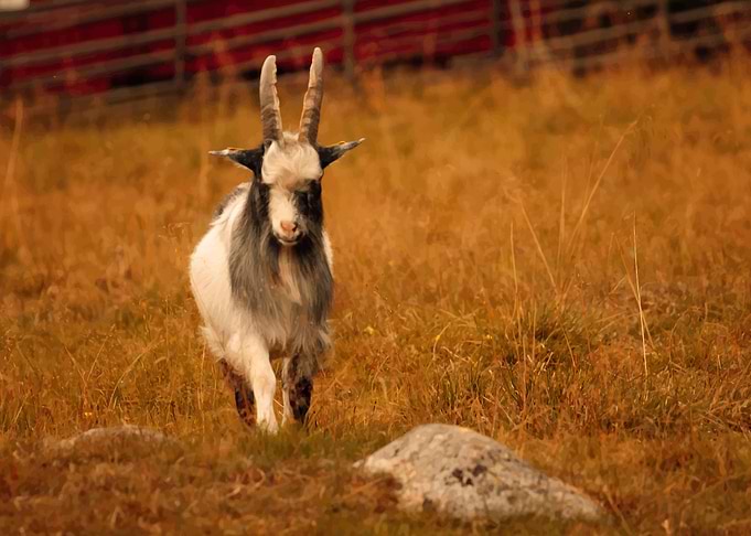 Goat