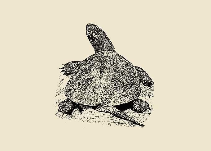 Turtle