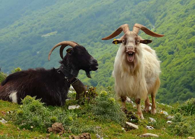 Goats