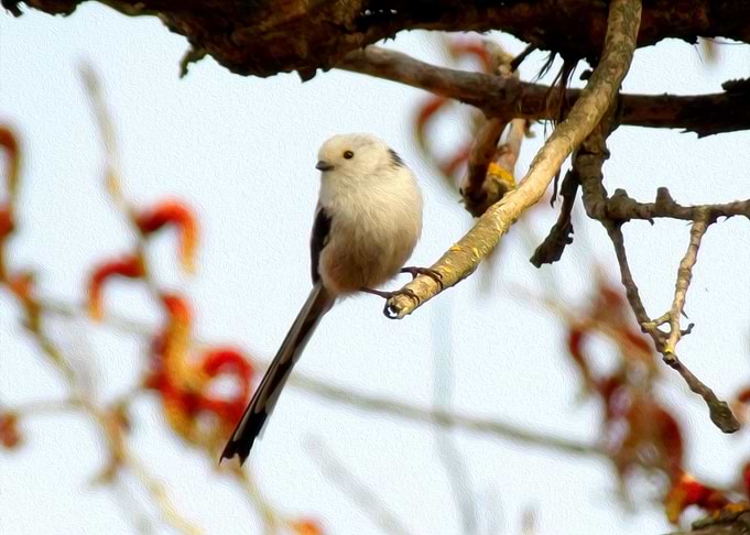 Long tailed tit