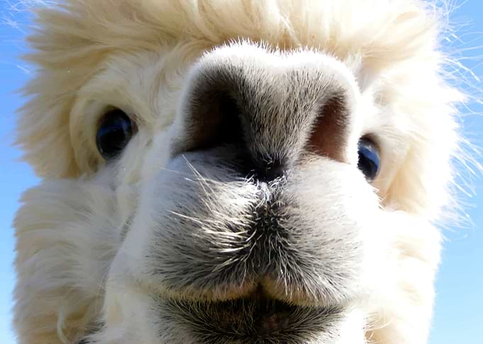 Alpaca