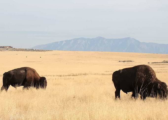 Bison