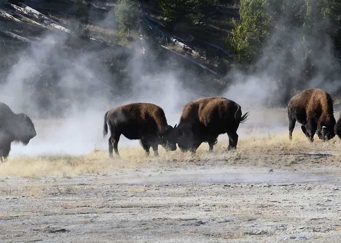Bison