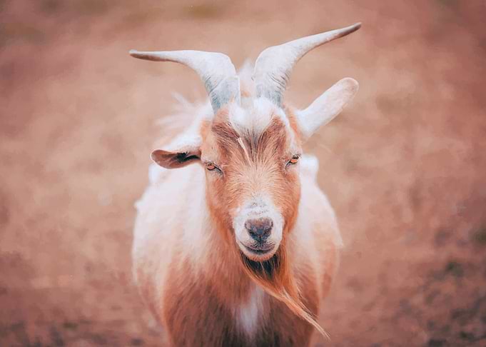 Goat