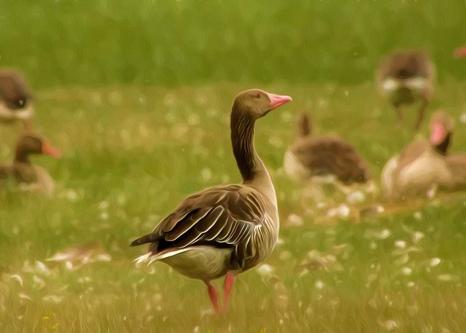 Wild goose