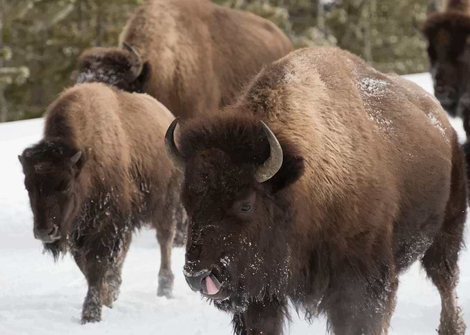 Bison