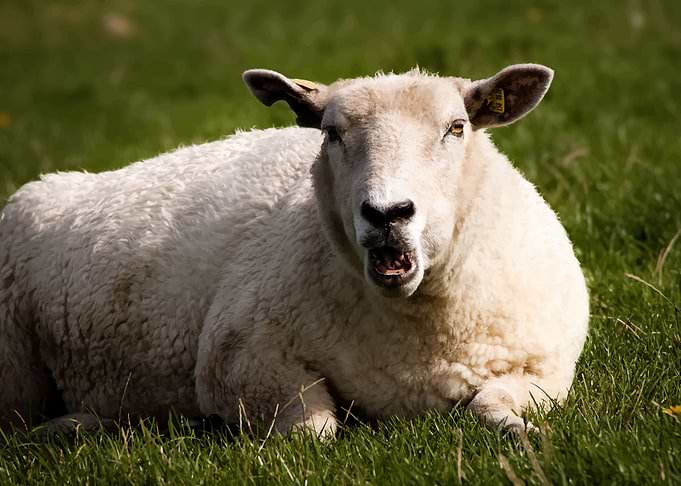 Sheep