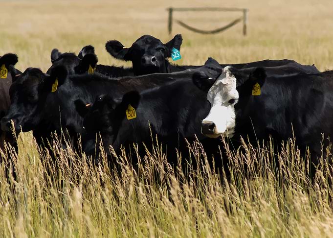 Cow