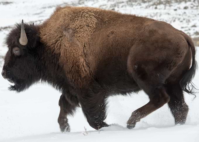 Bison