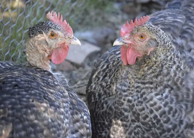 Chickens