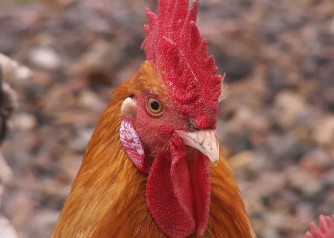 Chicken