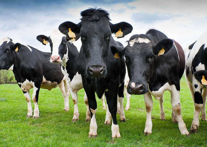 Cow