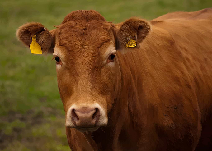 Cow