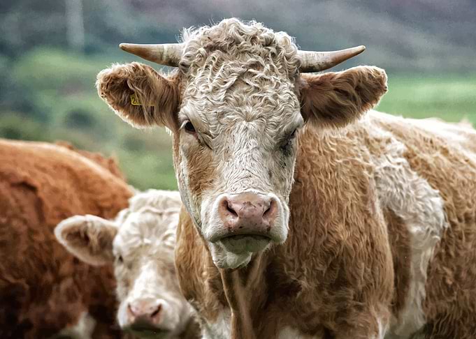 Cow