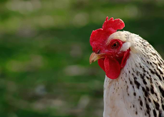 Chicken