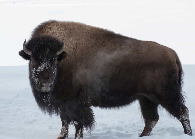 Bison