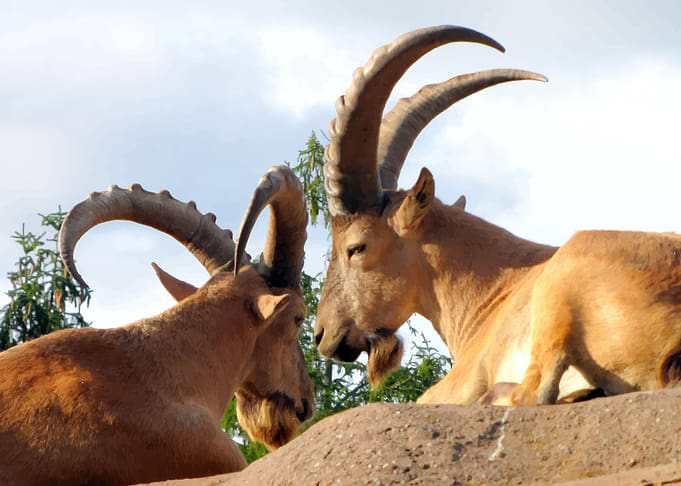 Goats
