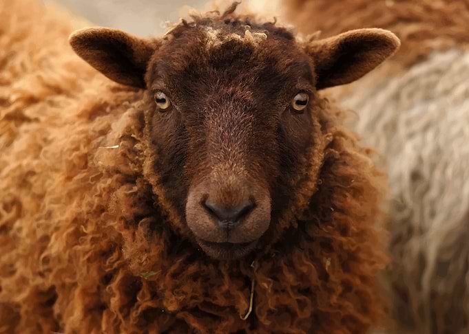 Sheep