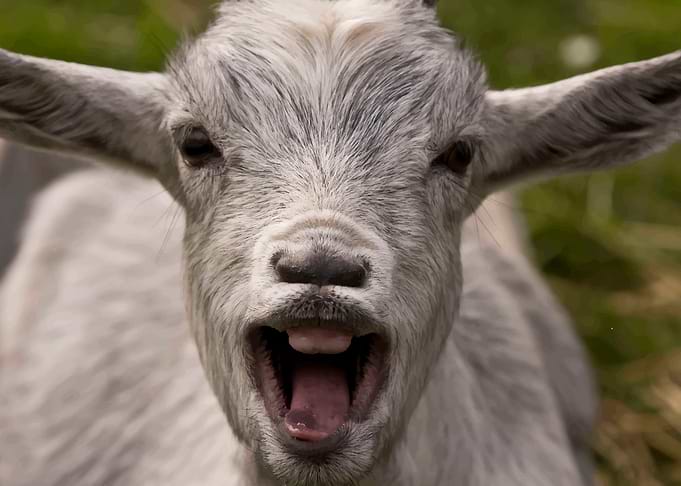 Goat