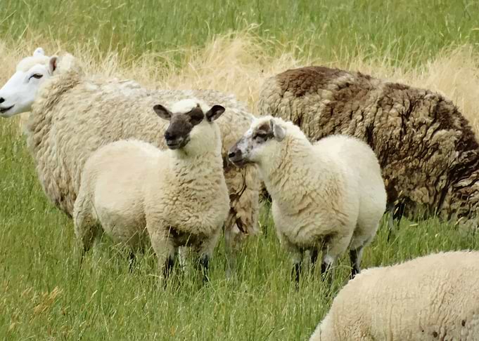 Sheep