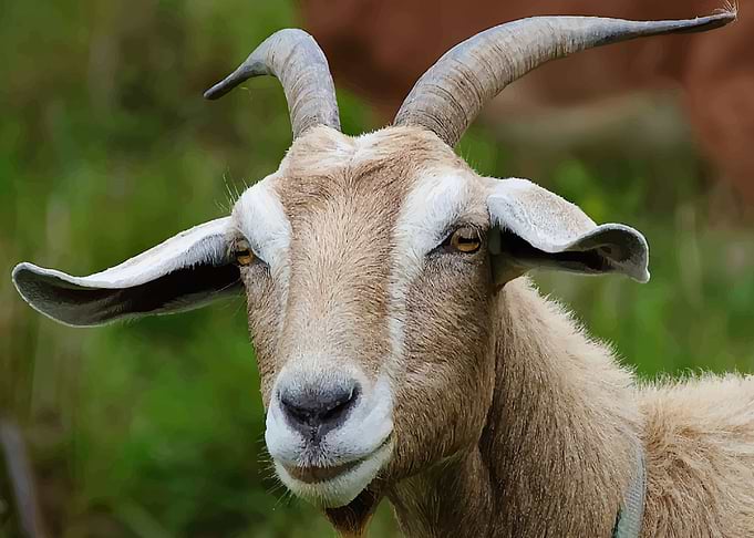 Goat