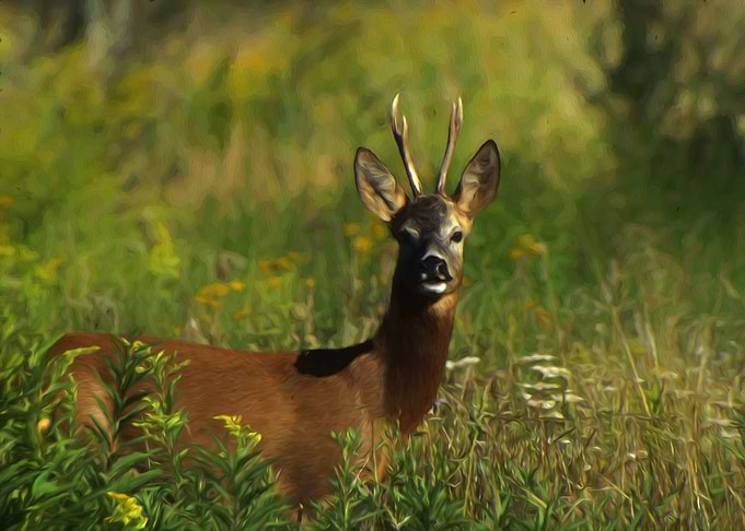 Roebuck