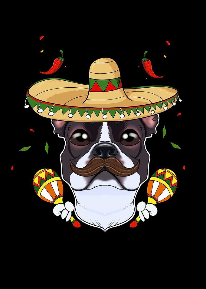 Boston Terrier