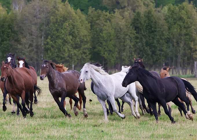 Horses