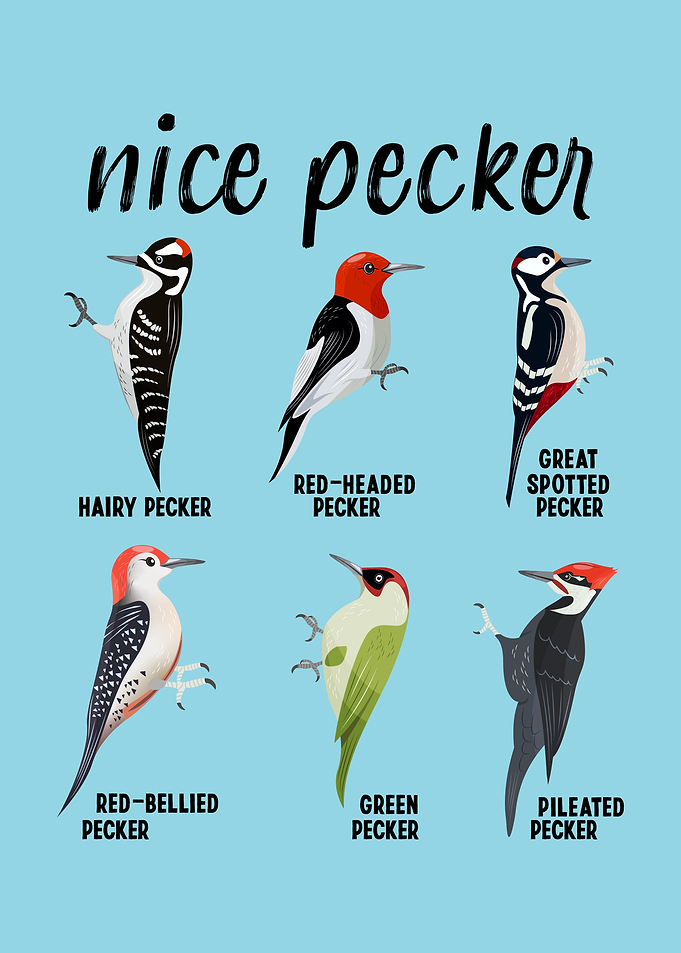Nice Pecker Funny bird