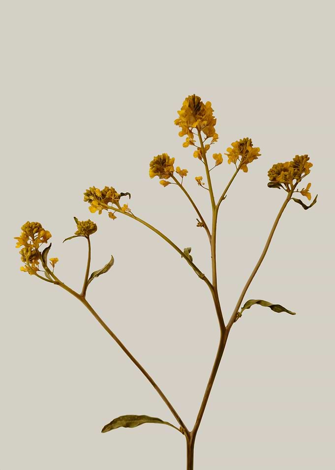 Hoary Mustard portrait