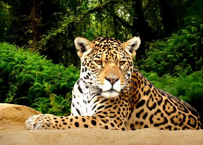 Jaguar