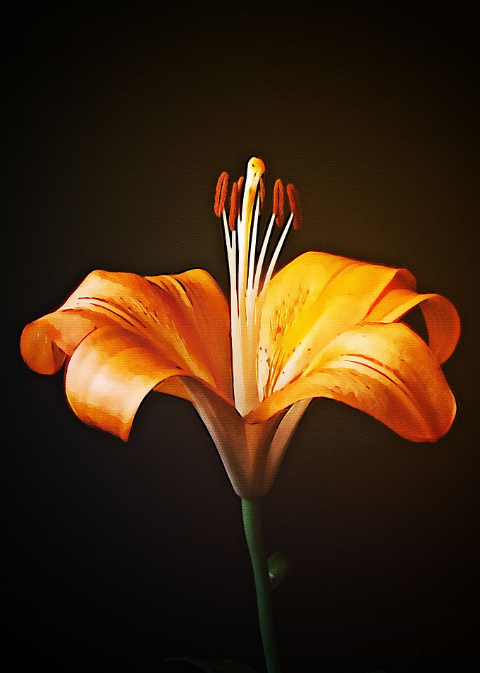 abstrak flower