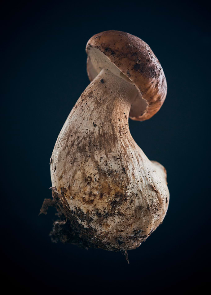 Bollet