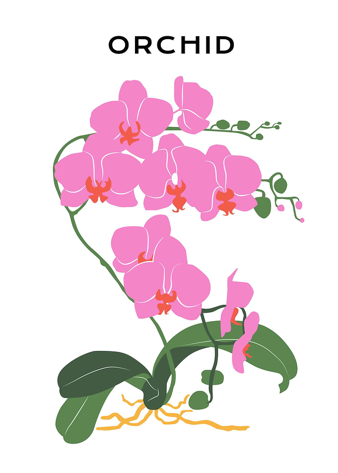 Pink Orchid floral art