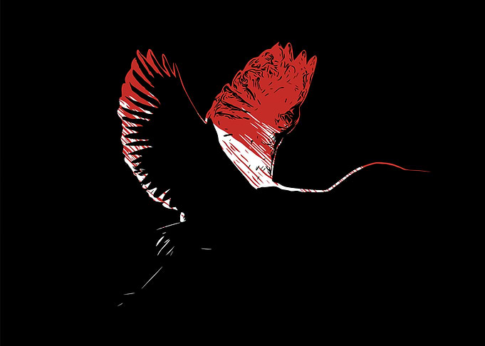 Stork