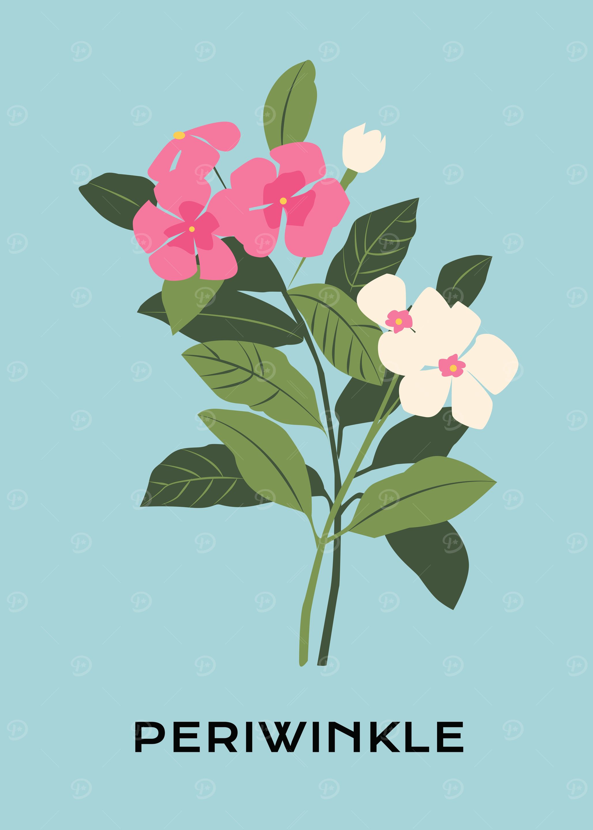 Tropical Periwinkle flower